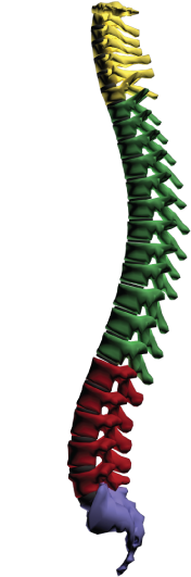 Spine Diagram - Active Chiropractic of Kansas City, MO